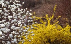 forsythia