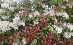 photinia