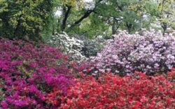 rhododendron isabella