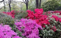 rhododendron woodland 