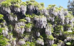 wisteria