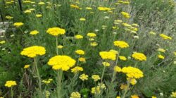 achillea