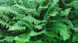 fern