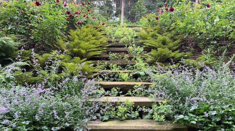 Steps and Plants