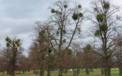 mistletoe